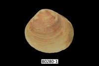 藏品(唱片簾蛤)的圖片